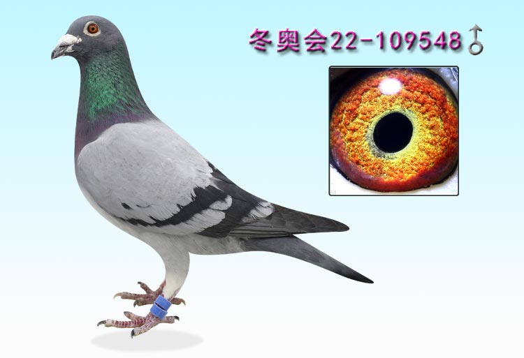 点击看大图并可参与竞拍